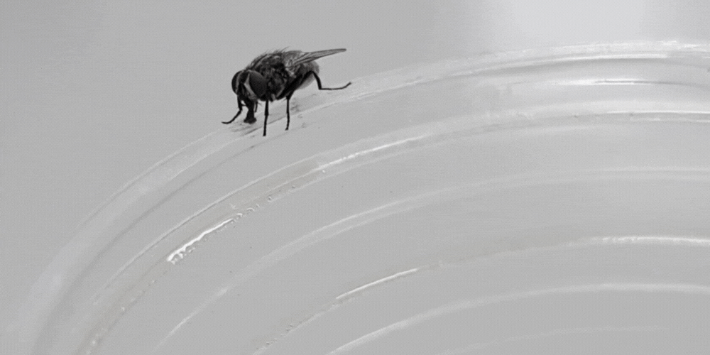 o episódio da mosca